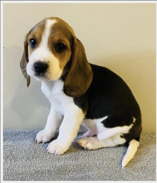 puppy, for, sale, Beagle, Stiehl  Wilson, dog, breeder, Everton, MO, dog-breeder, puppy-for-sale, forsale, nearby, find, puppyfind, locator, puppylocator, aca